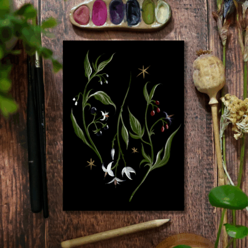 Trio de morelles • Tirage d’art