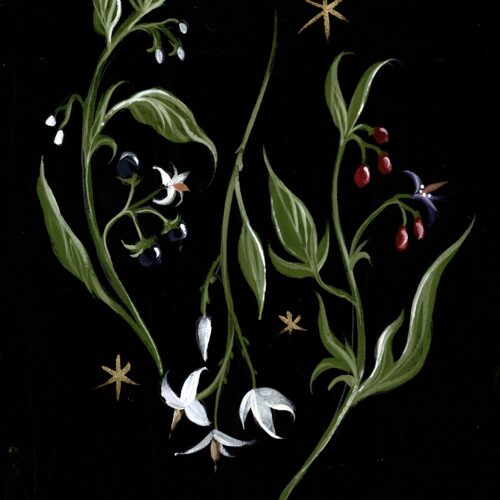 Trio de morelles • Tirage d’art