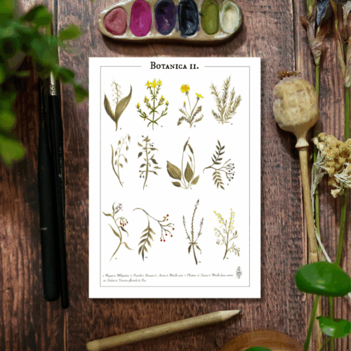 Affiche • Botanica II
