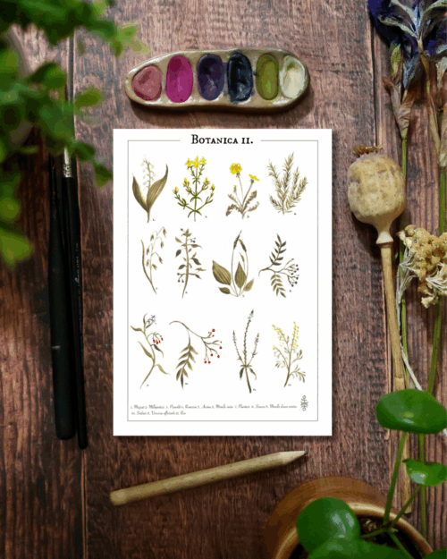 Affiche • Botanica II