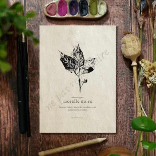 Solanum • Tirage d’art botanique