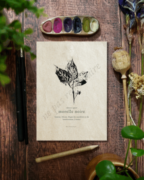 Solanum • Tirage d’art botanique