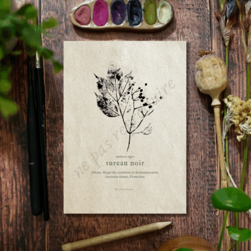 Sambucus • Tirage d’art botanique