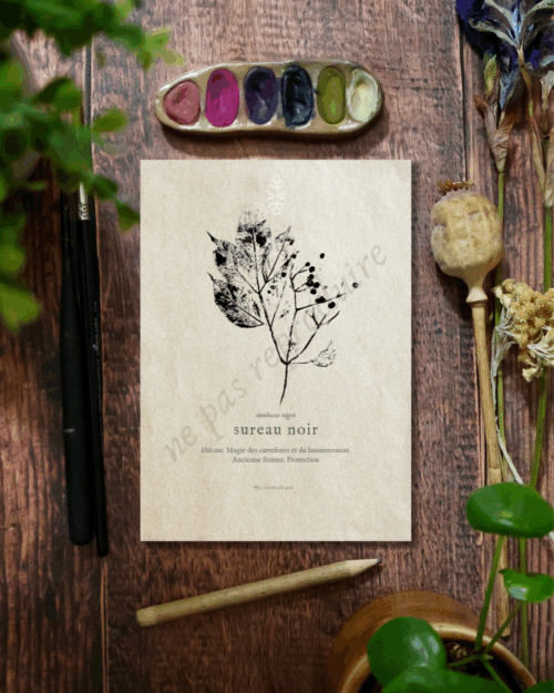Sambucus • Tirage d’art botanique