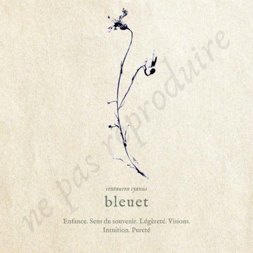 Centaurea • Tirage d’art botanique