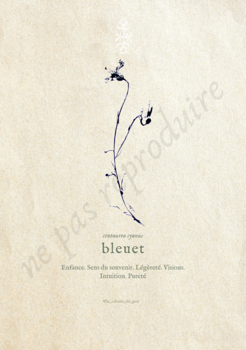 Centaurea • Tirage d’art botanique