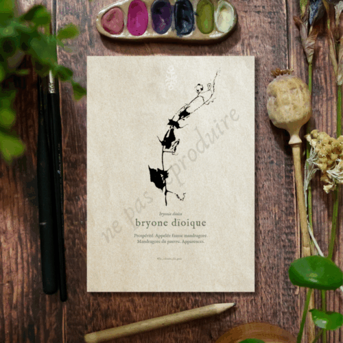 Bryonia • Tirage d’art botanique
