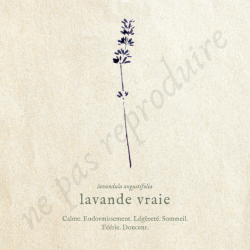 Lavandula • Tirage d’art botanique