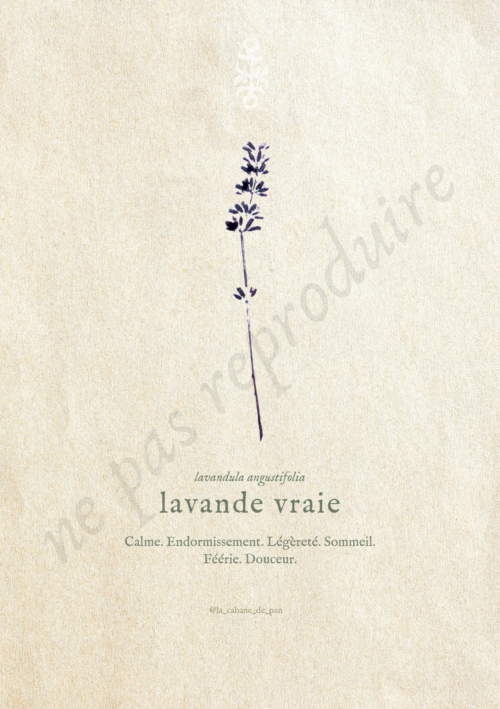 Lavandula • Tirage d’art botanique