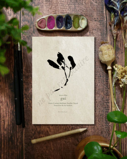 Viscum • Tirage d’art botanique