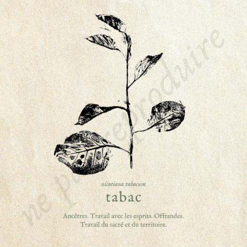Nicotiana  • Tirage d’art botanique