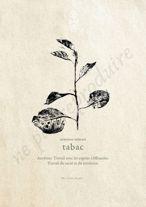 Nicotiana  • Tirage d’art botanique