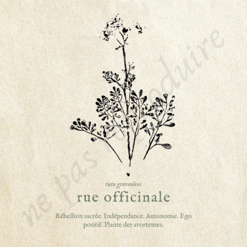 Ruta • Tirage d’art botanique