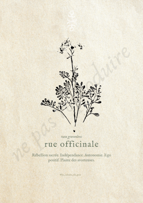Ruta • Tirage d’art botanique