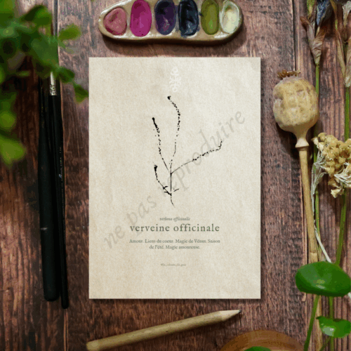 Verbena • Tirage d’art botanique