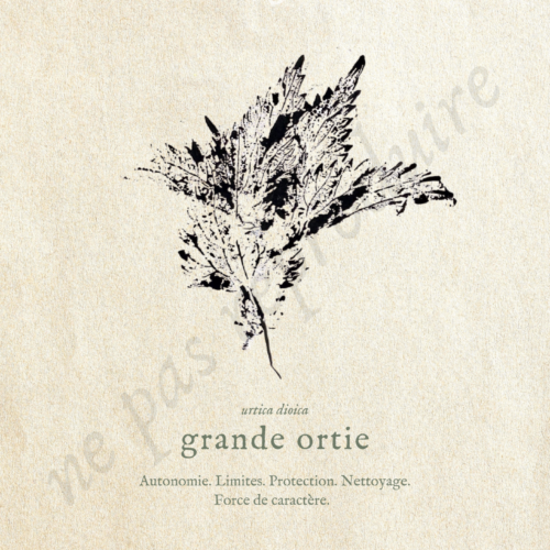 Urtica • Tirage d’art botanique