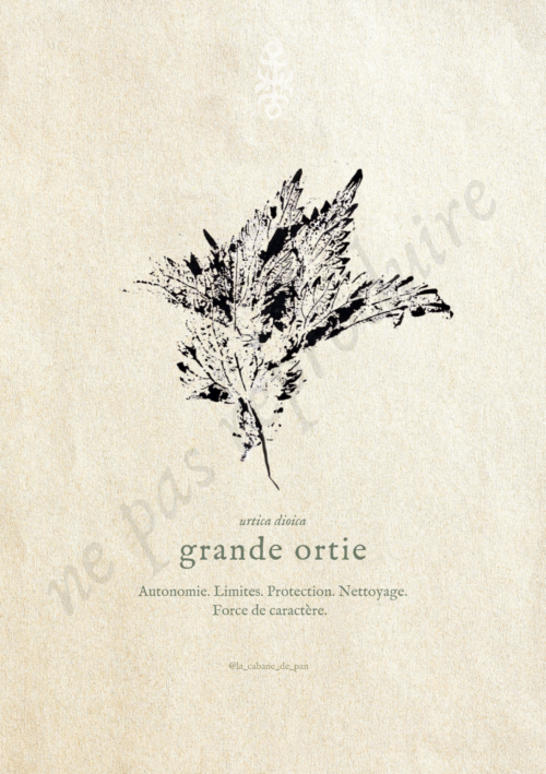 Urtica • Tirage d’art botanique