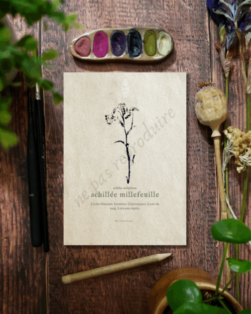 Achillea • Tirage d’art botanique