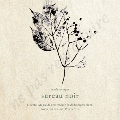 Sambucus • Tirage d’art botanique
