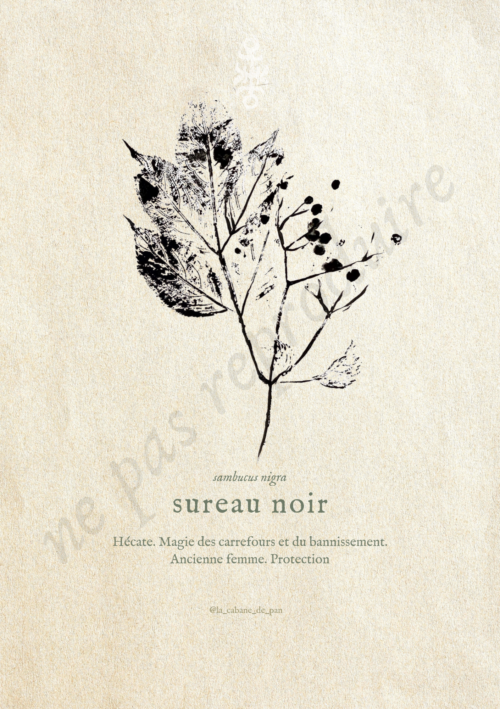 Sambucus • Tirage d’art botanique