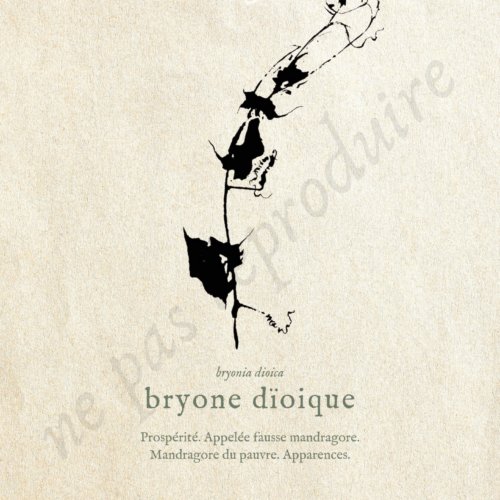 Bryonia • Tirage d’art botanique