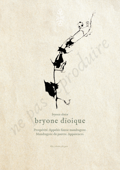 Bryonia • Tirage d’art botanique