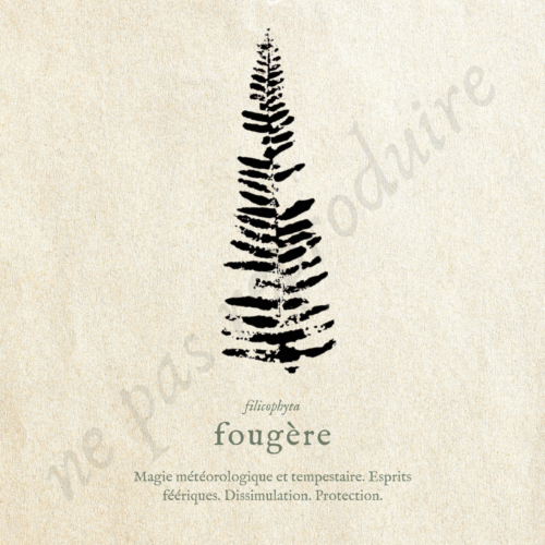 Filicophyta • Tirage d’art botanique