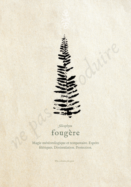 Filicophyta • Tirage d’art botanique