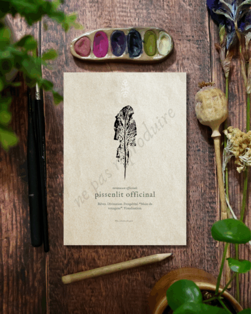 Taraxacum • Tirage d’art botanique