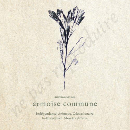 Artemisia • Tirage d’art botanique