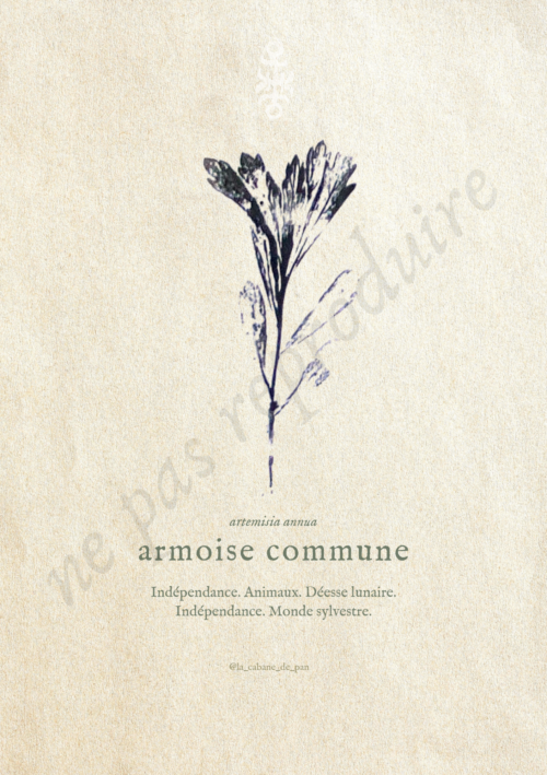 Artemisia • Tirage d’art botanique