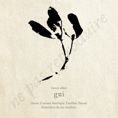 Viscum • Tirage d’art botanique