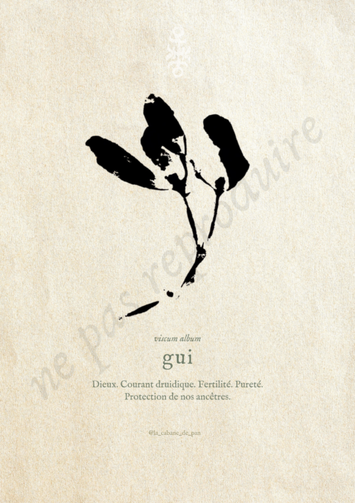Viscum • Tirage d’art botanique