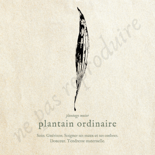 Plantago • Tirage d’art botanique