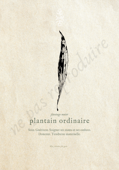 Plantago • Tirage d’art botanique