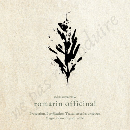 Rosmarinus • Tirage d’art botanique