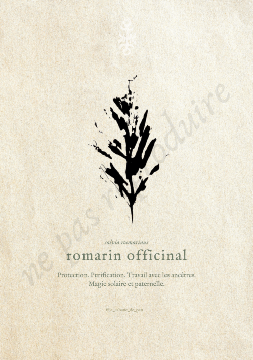 Rosmarinus • Tirage d’art botanique
