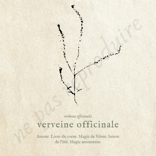 Verbena • Tirage d’art botanique