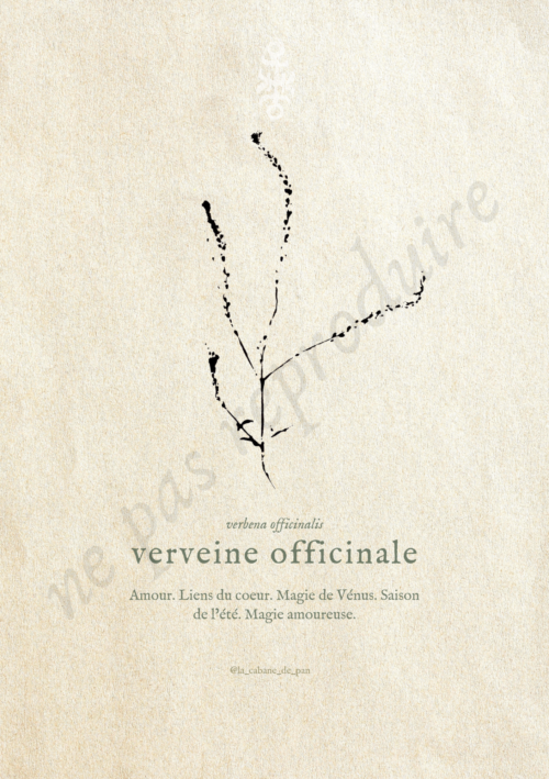 Verbena • Tirage d’art botanique