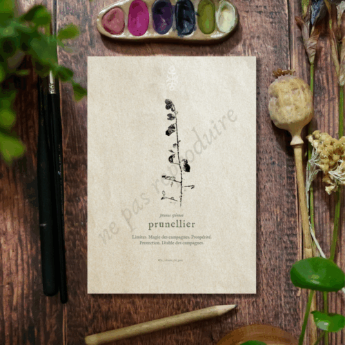 Prunus • Tirage d’art botanique