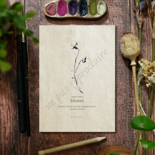 Centaurea • Tirage d’art botanique