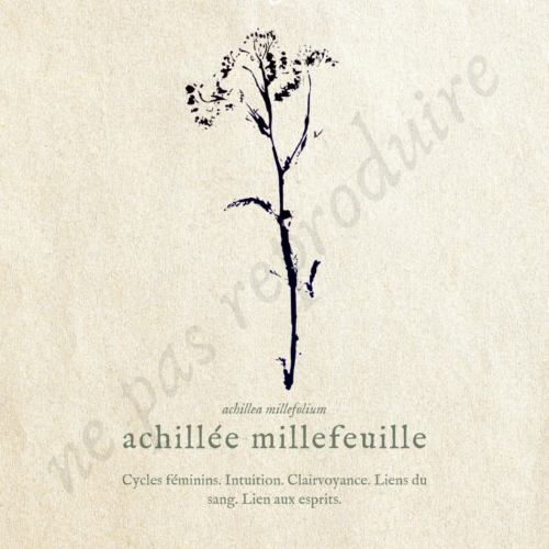 Achillea • Tirage d’art botanique