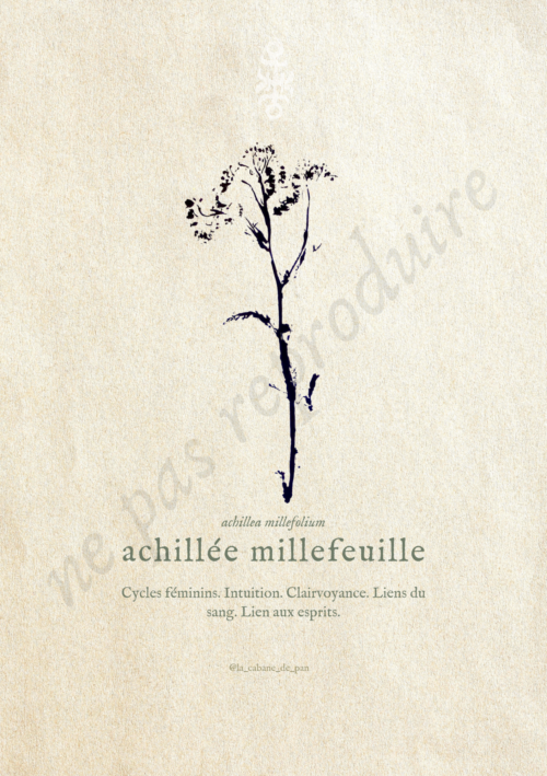 Achillea • Tirage d’art botanique