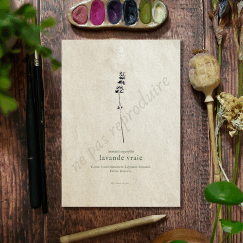 Lavandula • Tirage d’art botanique