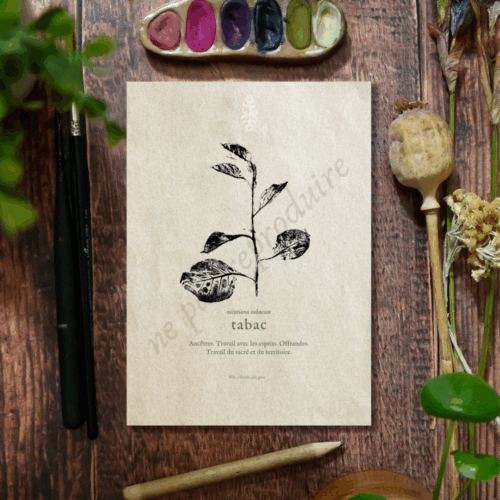 Nicotiana  • Tirage d’art botanique