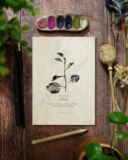 Nicotiana  • Tirage d’art botanique