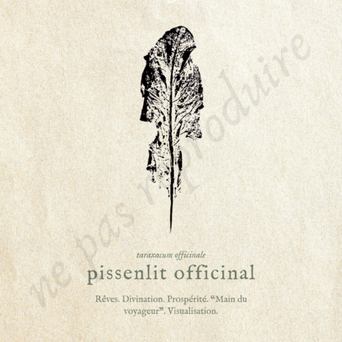 Taraxacum • Tirage d’art botanique