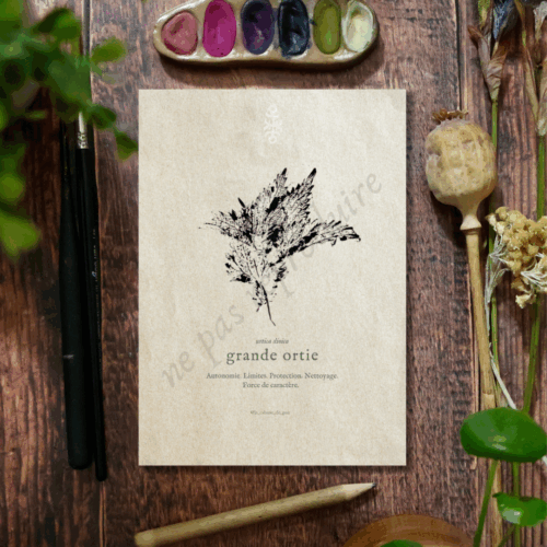 Urtica • Tirage d’art botanique
