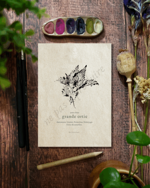 Urtica • Tirage d’art botanique
