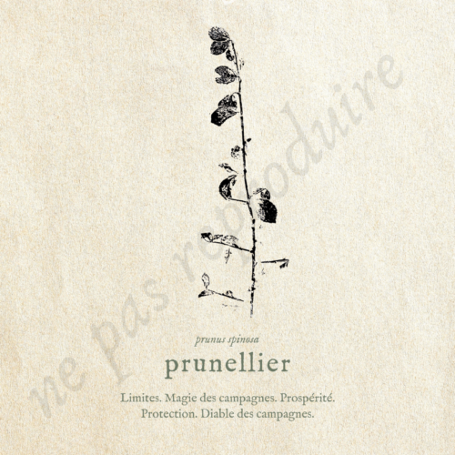 Prunus • Tirage d’art botanique